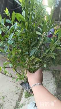 高度45厘米栀子花