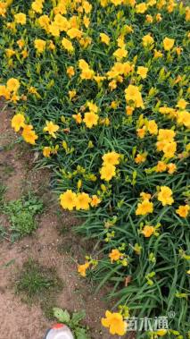 高度15厘米金娃娃萱草