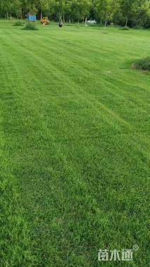 草块状百慕大草