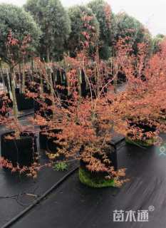 高度100厘米金陵黄枫