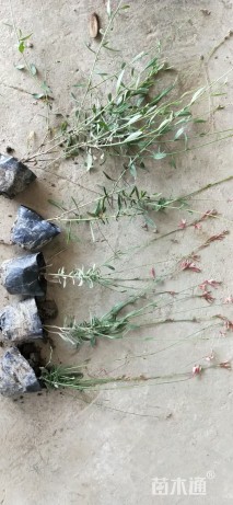 高度35厘米千鸟花