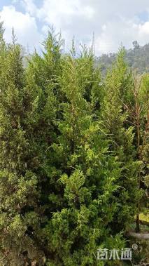 高度200厘米塔柏