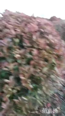 冠幅120厘米红叶石楠球