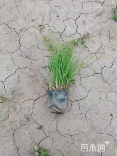 高度10厘米青绿苔草
