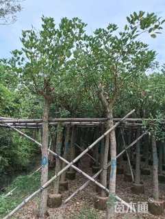 10公分鸡冠刺桐