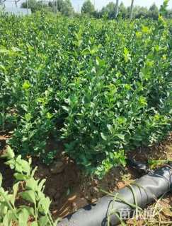 高度30厘米卫矛小苗