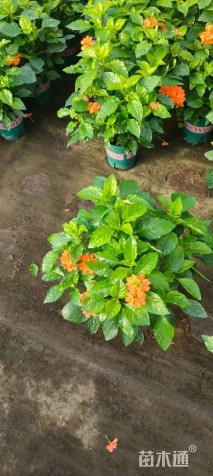 高度25厘米鸟尾花