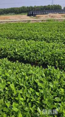 高度30厘米栀子