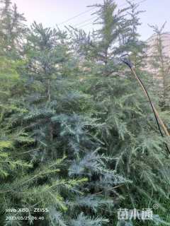 高度300厘米雪松