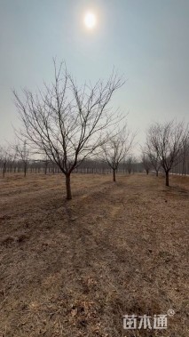 25公分染井吉野樱