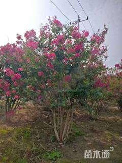 高度300厘米丛生紫薇