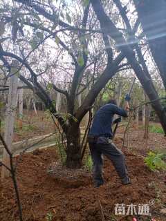 高度400厘米李子树