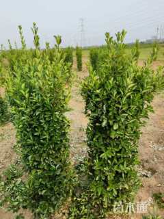 高度140厘米大叶黄杨柱