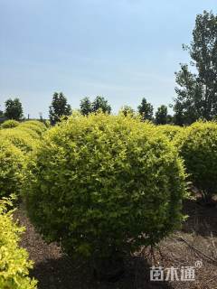 冠幅100厘米亮晶女贞球