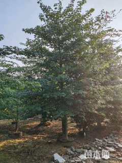 40公分大腹木棉