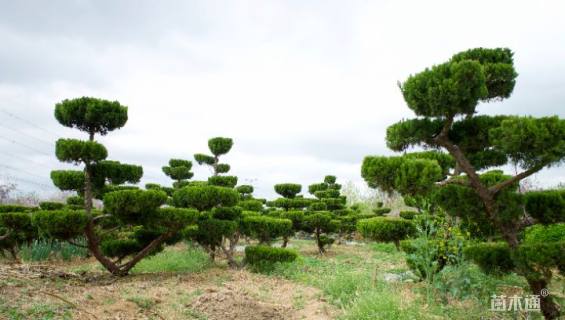 造型龙柏