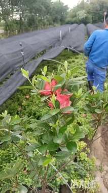 高度25厘米石岩杜鹃