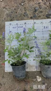 高度40厘米穗花牡荆