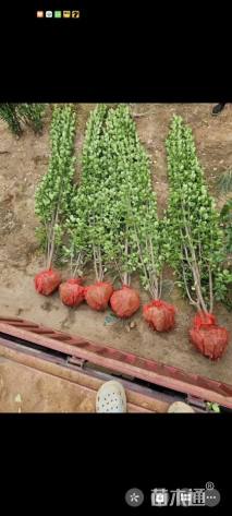 高度160厘米北海道黄杨