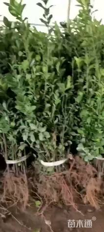 高度120厘米大叶黄杨小苗