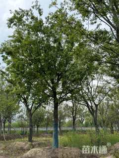 25公分朴树