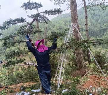 原生苗造型罗汉松