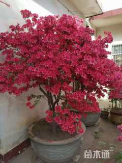 高度160厘米杜鹃