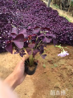 高度12厘米紫叶酢浆草