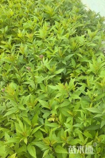 高度55厘米大麻叶泽兰