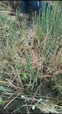 高度50厘米水葱