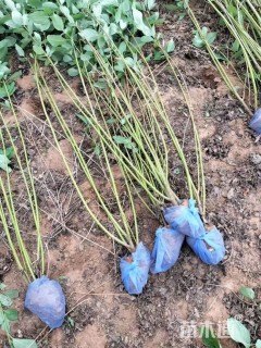 高度80厘米红瑞木