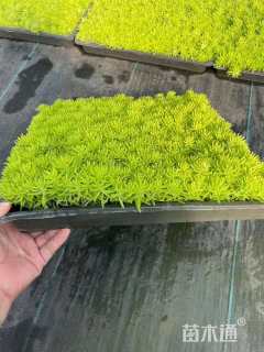 高度3厘米金叶佛甲草