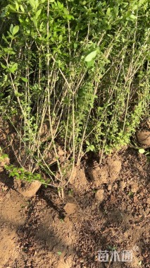 高度60厘米水蜡