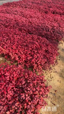 高度12厘米火焰南天竹