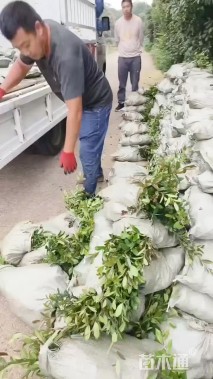 高度40厘米小叶蚊母