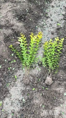 高度70厘米金叶女贞小苗