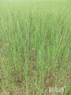 高度30厘米香蒲