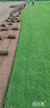 草卷状百慕大草