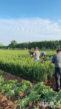 高度50厘米大叶黄杨