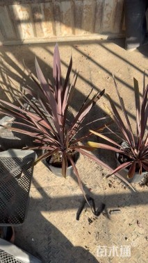 高度60厘米朱蕉