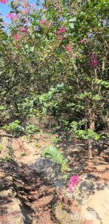 高度400厘米红花紫薇