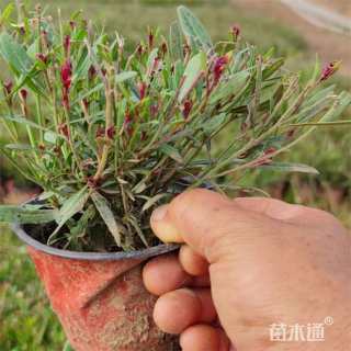 高度15厘米山桃草