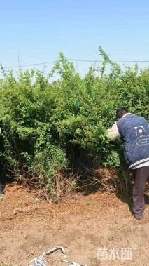 高度200厘米红刺玫