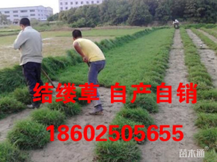 结缕草