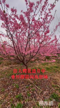 12公分红粉佳人樱