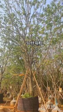 33公分乌桕