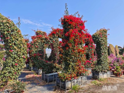 15公分造型三角梅