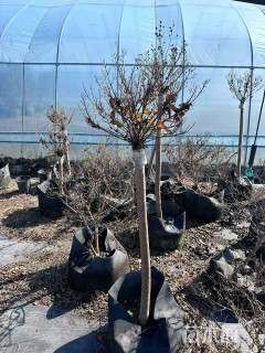 高度120厘米矮生紫薇