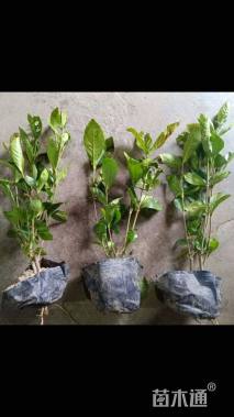 高度30厘米栀子花