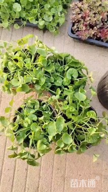 高度10厘米肾叶堇